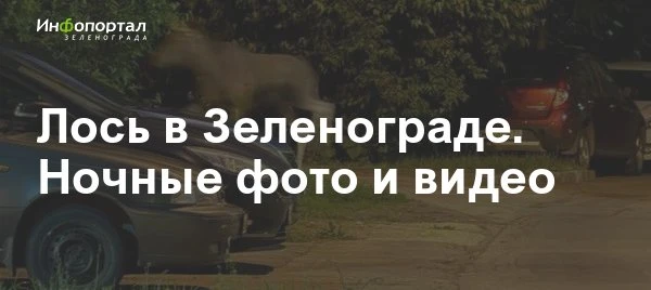 В Зеленограде сегодня ночью заметили гуляющего по городу лося

Кадры из 1-го микрорайона и с Филарет