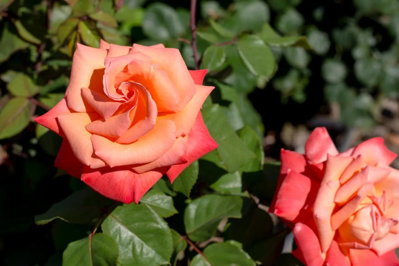 Скидки в честь Всемирного дня розы 🌹

Бренд Люби, выращивай! дарит скидку на удобрения для этих пре