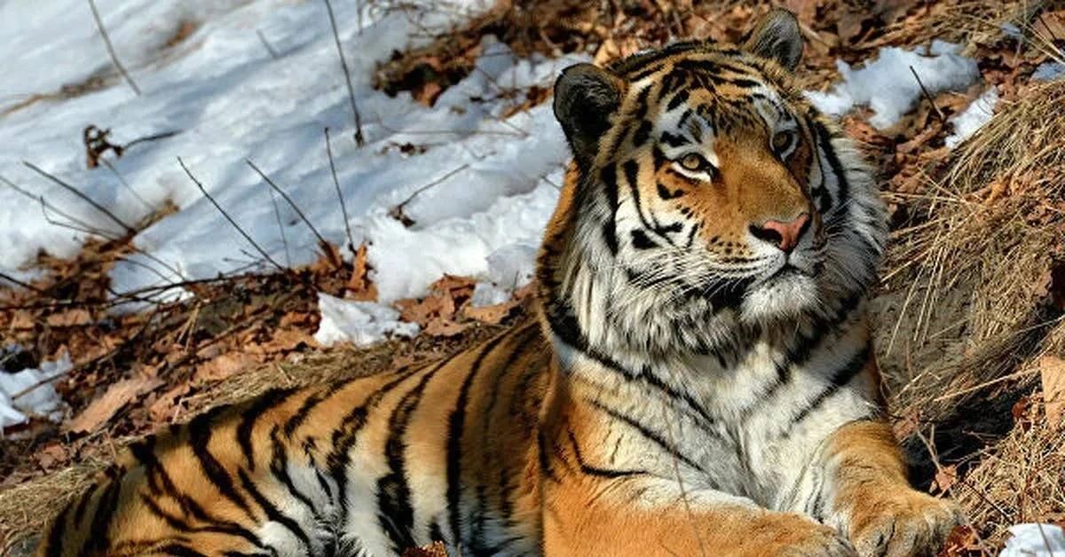 🐅Суд взыскал 2 млн рублей в пользу супруги лесничего, погибшего от нападения тигра в Приморье

В ма