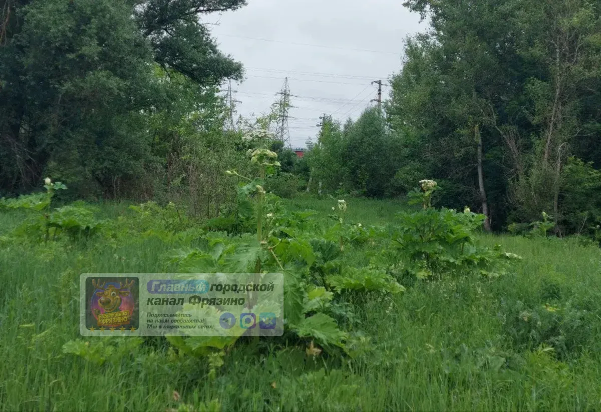 📍 Борщевик растет в Любосеевке 

Обращение от подписчика:

«В мае писали, что стартовала масшта