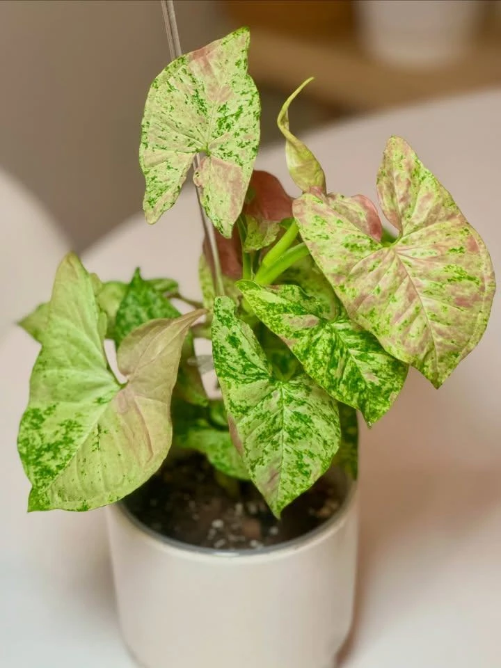 🌿 Сингониум "Milk Confetti Tricolor" ❤️