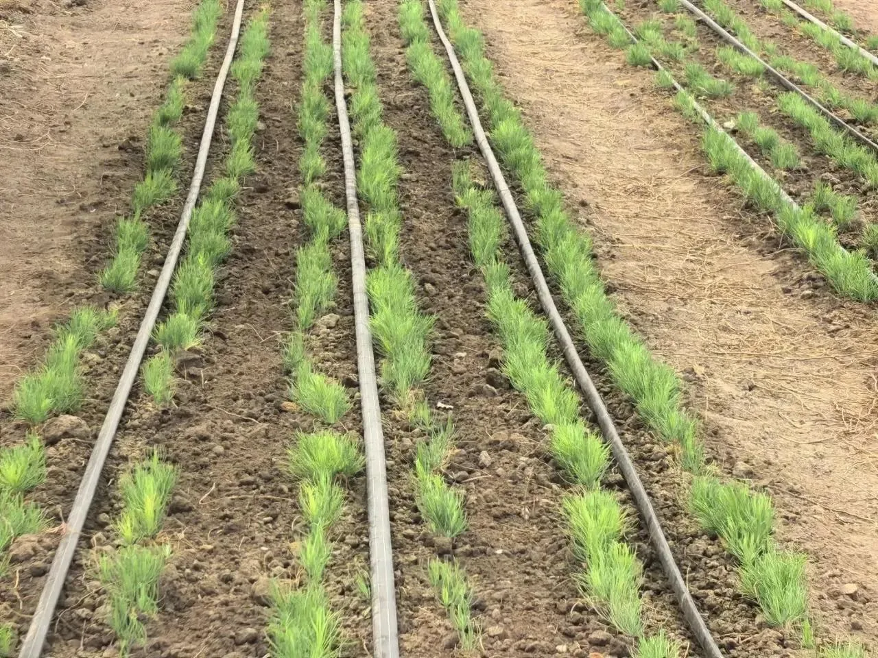🌱В лесном питомнике Голопристанского лесхоза взошли семена сосны крымской

Специалисты Голопристанс