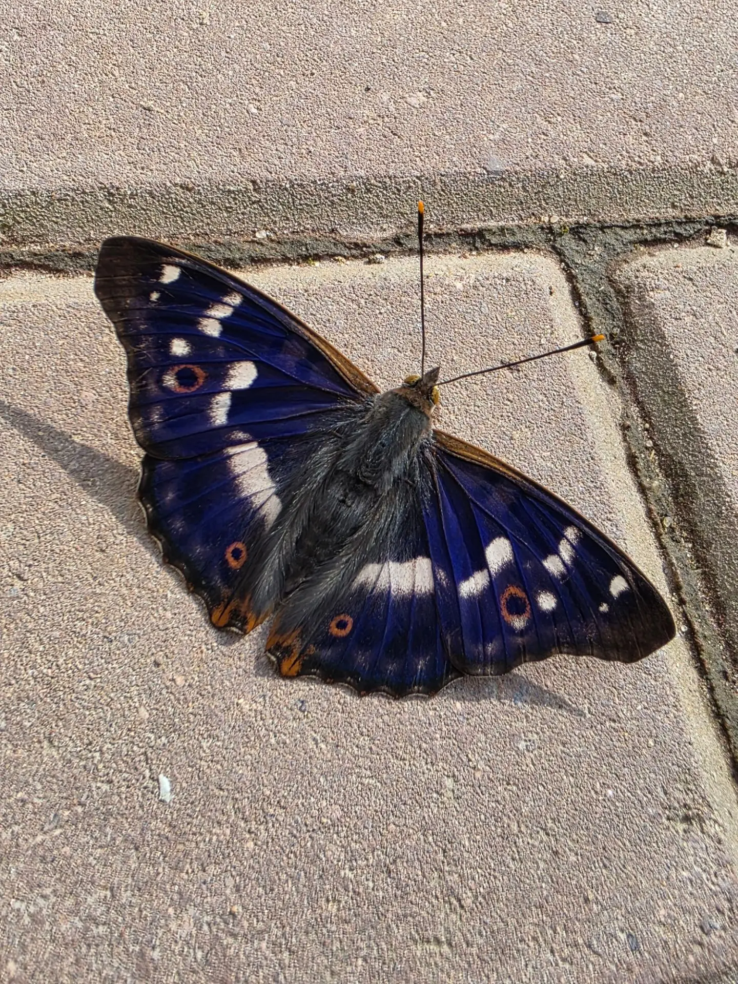 🦋 Сама коричневая с интересным ярко синим отливом