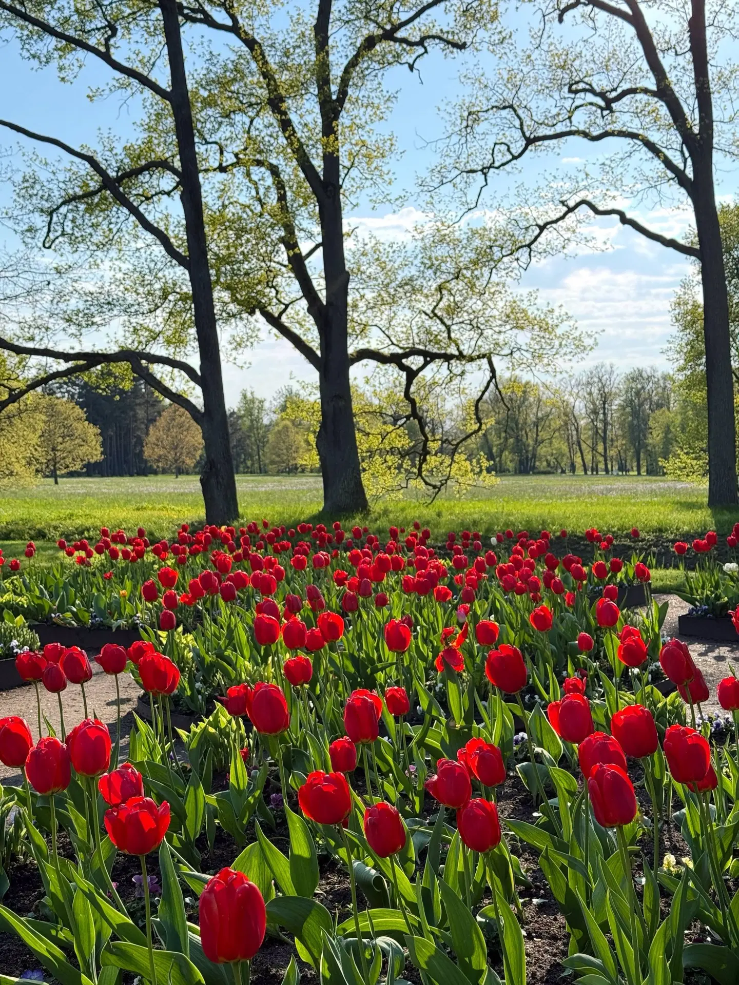 — Целое поле тюльпанов 🌷❤️

В перерывах между дождливыми днями, гуляем и наслаждаемся солнышком ☀️
