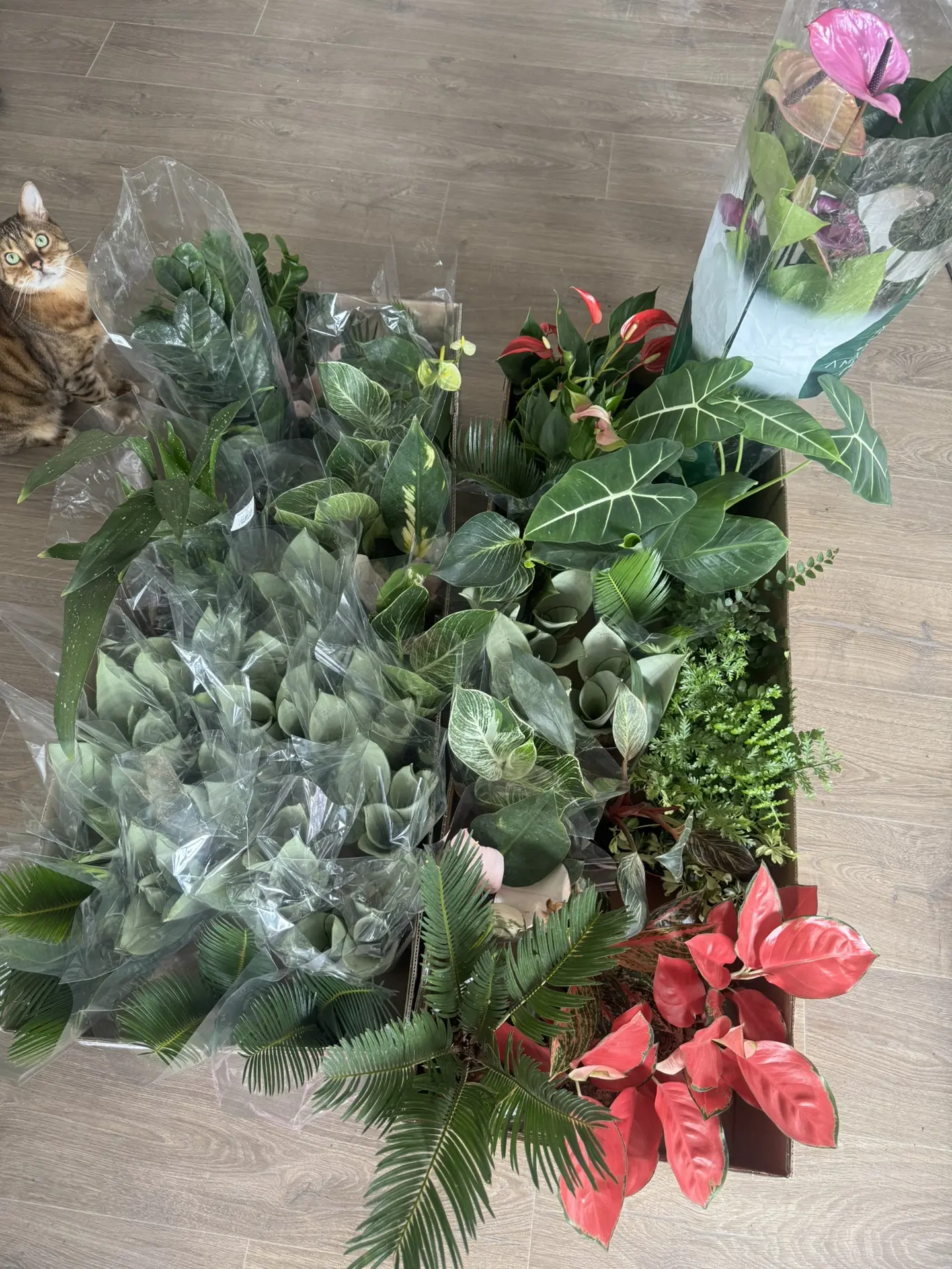 Добрый день 🫶🏻

Сегодня получила новую поставку зеленой красоты 🌿

Будут излишки,фото с ценами вы