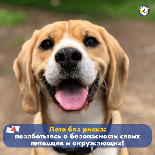 С наступлением лета многие жители отправляются в отпуска, на дачи, в сады и загородные поездки вмест