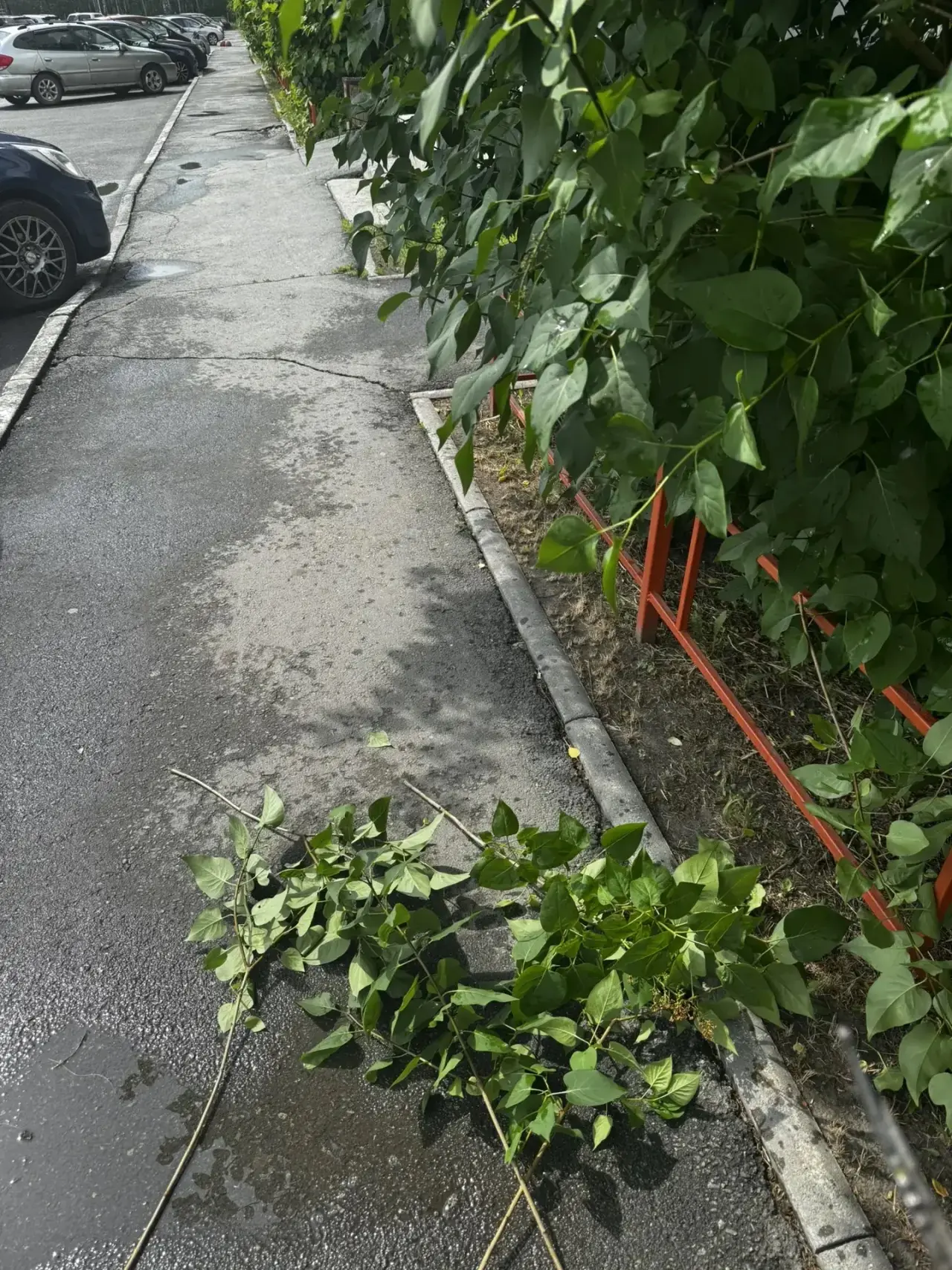 🌳🪾Заметили, как стало просторнее вдоль тротуара на Краснопольском проспекте, 3г? Мастер аккуратно 