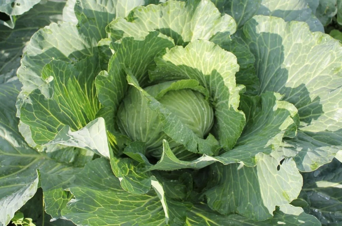 🌱 Подкормка капусты в июле: чтобы кочаны были плотными! 🌱В июле капуста активно формирует кочан — 