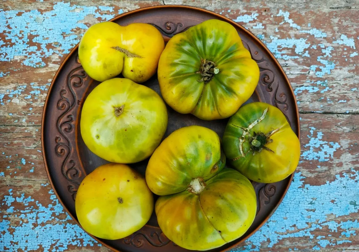 Сорт томата 🍅 Dwarf Emerald Giant (Дварф Изумрудный гигант) 

Урожайный сорт для теплицы. Среднеспе