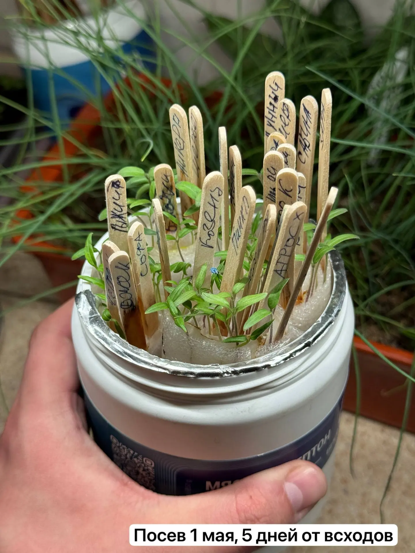 🍅Посев томатов в мае🌱

В этом году не было времени вовремя посеять томаты. Думал, что не успею к к