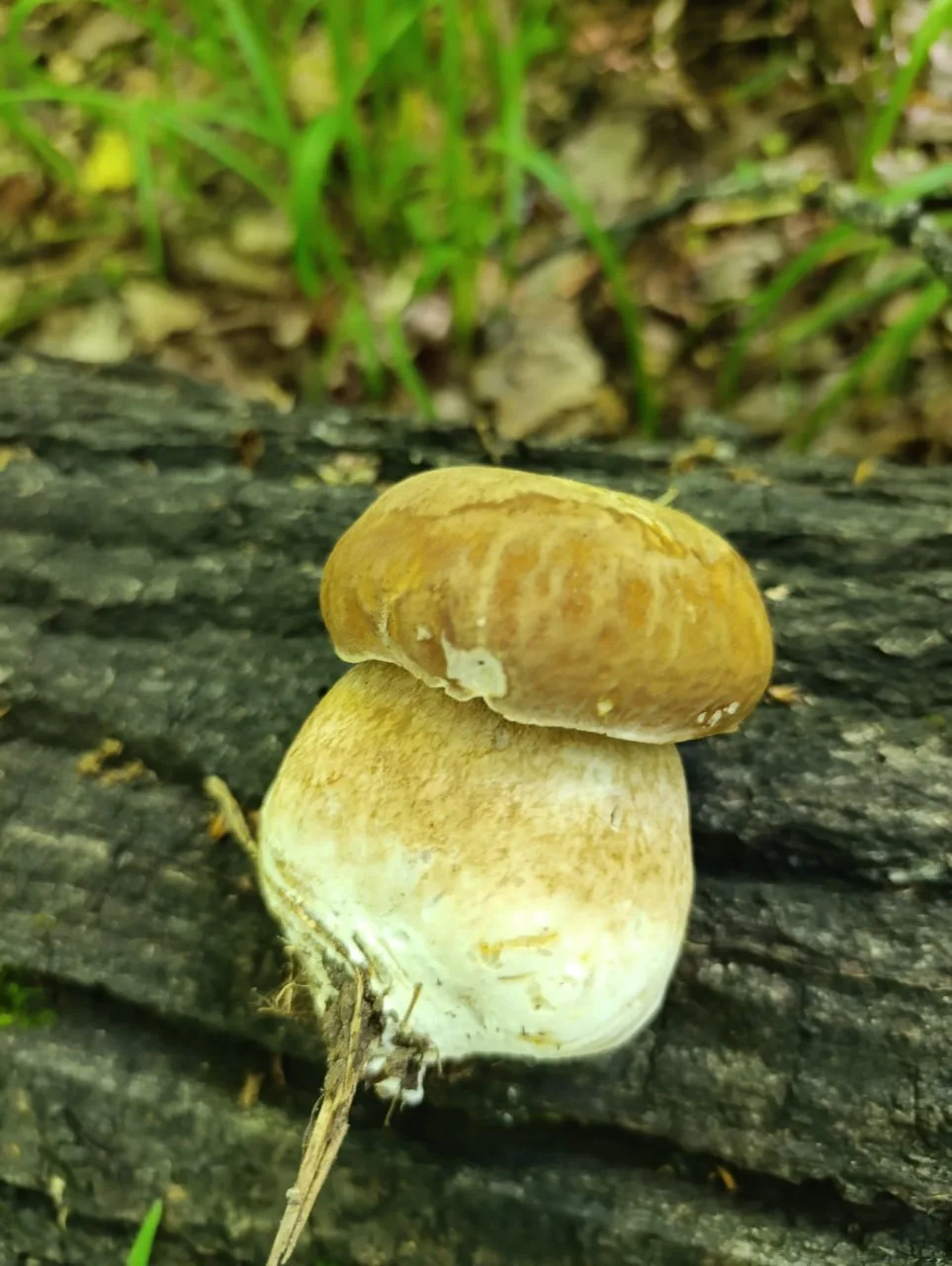 🍄 В лесах Чувашии появляются первые благородные грибы.

Грибники делятся фотографиями белых грибов,
