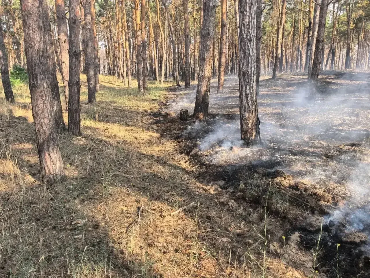 🌲 Сводка за последние 10 дней: Голопристанский лесхоз дал решительный бой огню!🔥

За прошедшие пол
