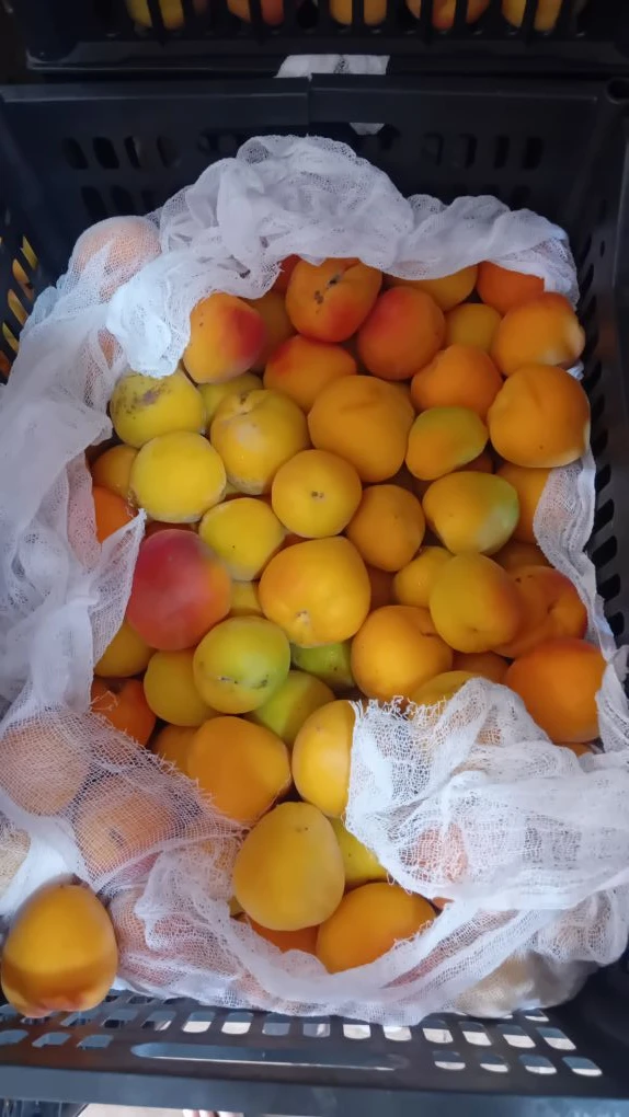 А У НАС ПОСТУПИЛИ СЛАДКИЕ, ВКУСНЫЕ АРБУЗЫ 🍉😋

АРБУЗ 8-10кг - 800руб

ПЕРСИКИ 2,6кг - 950руб

АБРИК