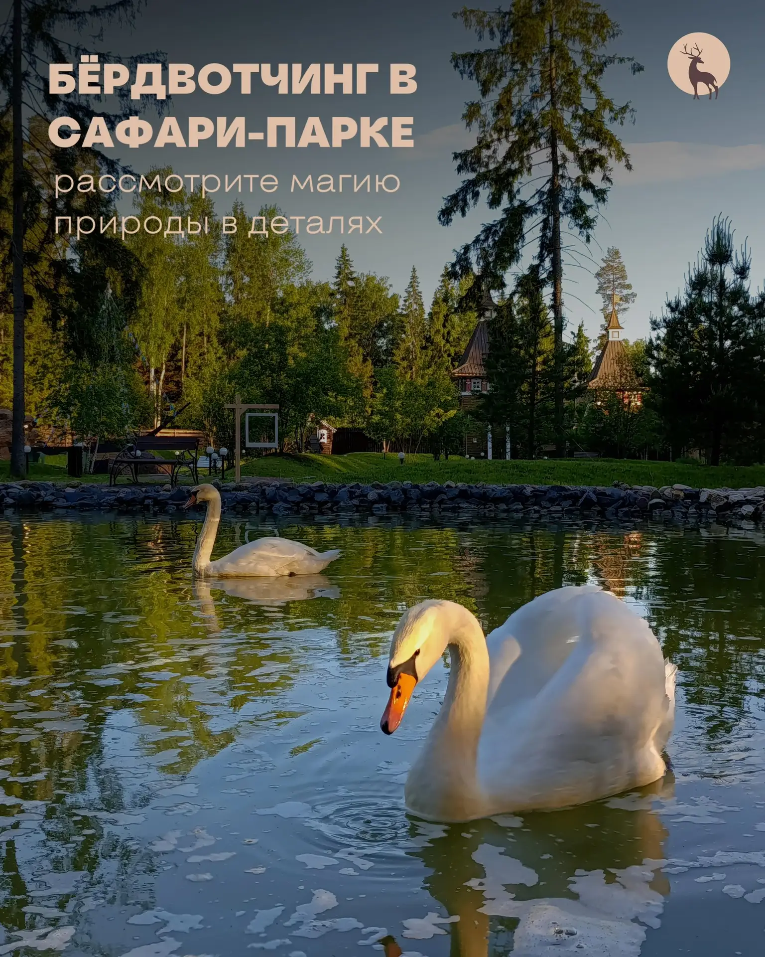 Хотите узнать, кто наполняет волшебными мелодиями наш Сафари-парк? 🪶

Июнь — это время, когда лесна