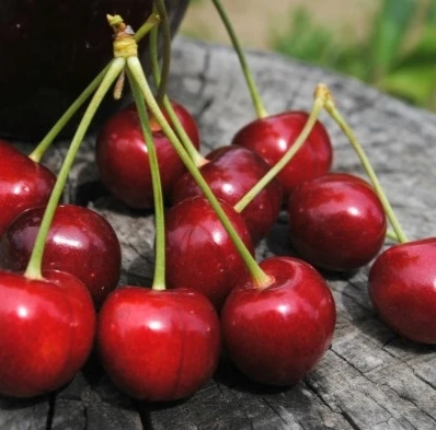 🍒 Черешня Сюбаровская — ранняя сладость с темно-красными плодами

Если хочется снимать крупную, сла
