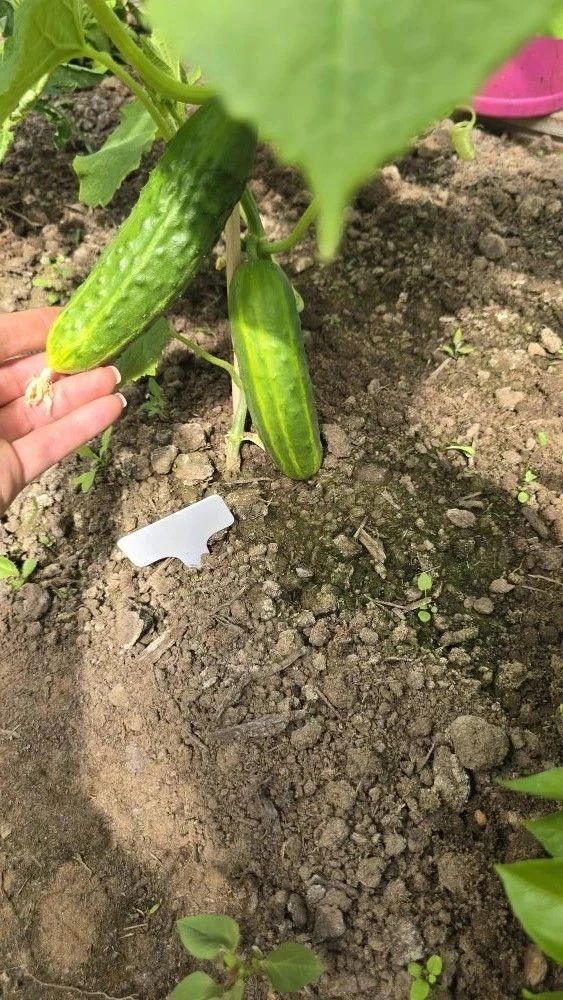 🌱 Наш первый урожай — результат общих усилий! 🌱В нашей школьной теплице кипит работа! Это не прост