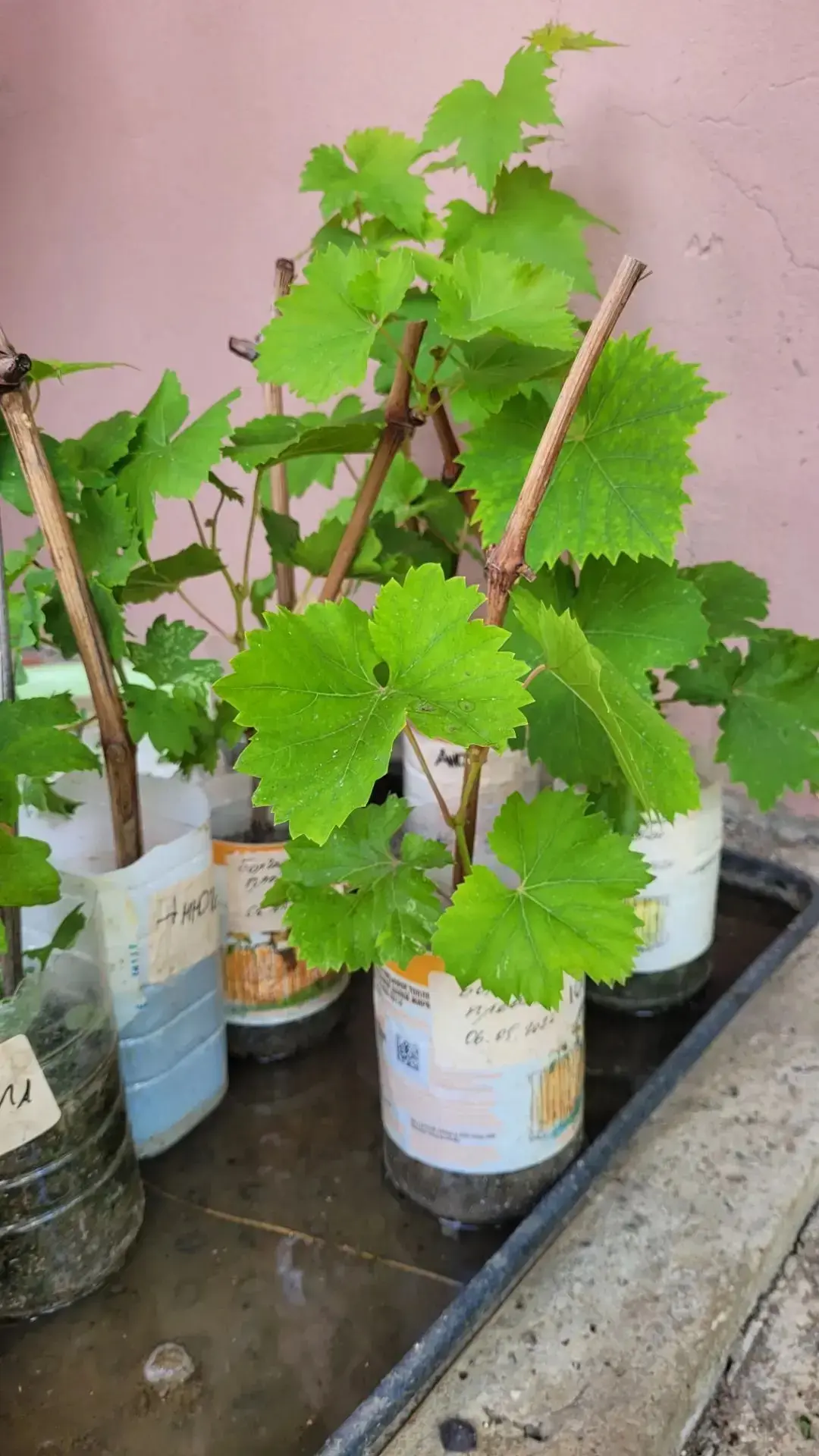 Продаются черенки столового винограда/ с корневой. Сорта: Анюта(4шт), Болгарский плевен(1шт), Кеша(1