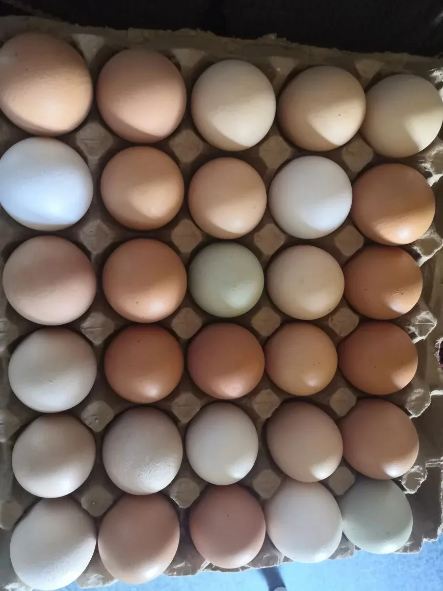 Продам крупное яйцо от домашних курочек, цена 190 руб./десяток. Самовывоз Чита-1, район ул. Советска