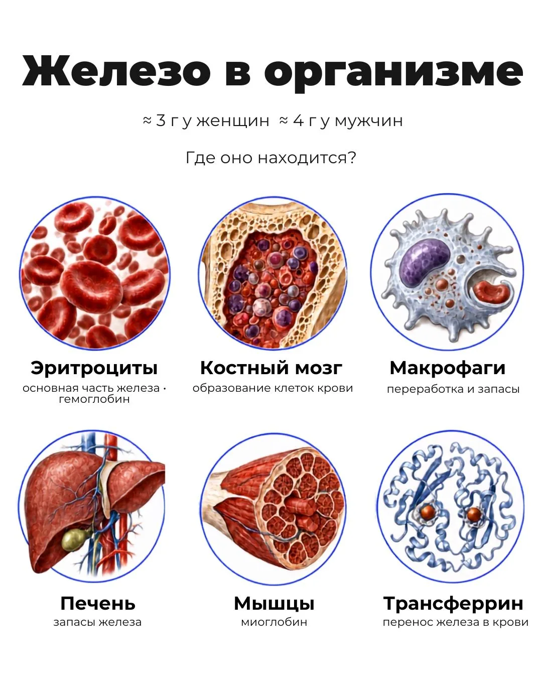 Интересный факт о железе

Я много раз писала о железе, но ни разу не говорила вам об этом интересном