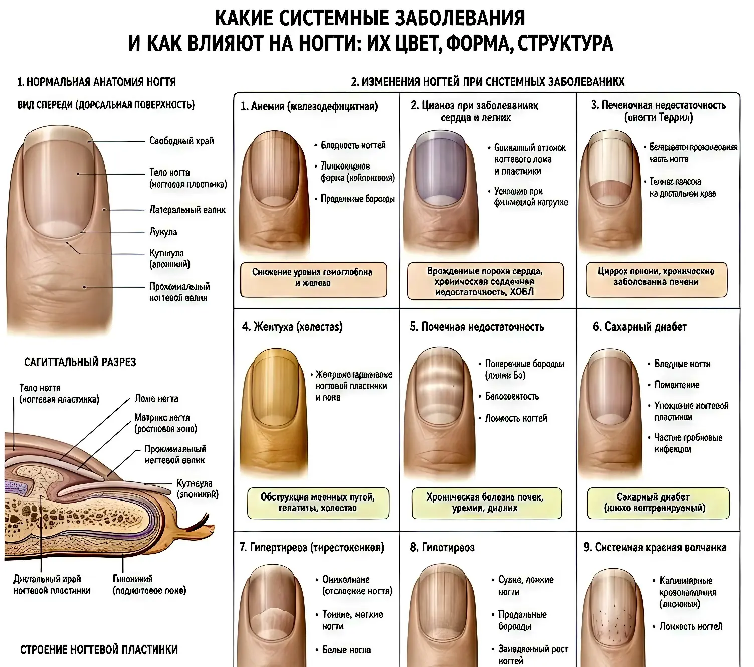 ✅НОВЫЙ ПОСТ 

📍Читаем по ногтям о вашем здоровье.
📍Как понять, почему ногти меняют цвет, форму, ст