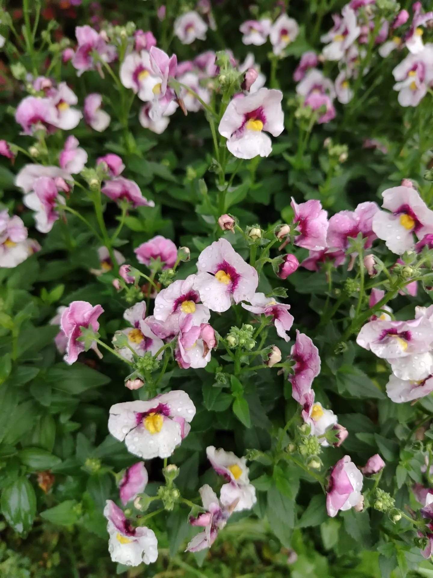 Доброе утро! Солнечного вам дня! Летнего прекрасного настроения! 🌺🤗