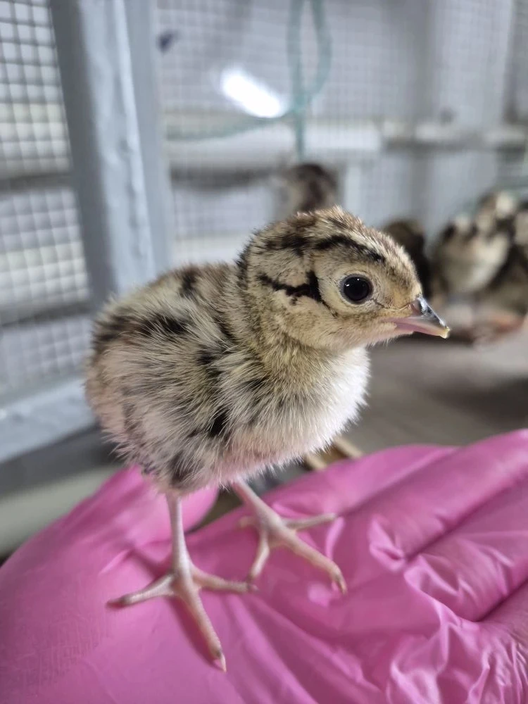 🐦 Сегодня в ГКУ КК "Кубанский фазан" с большим успехом прошла пересадка молодняка фазана! 🏢🙌 С по