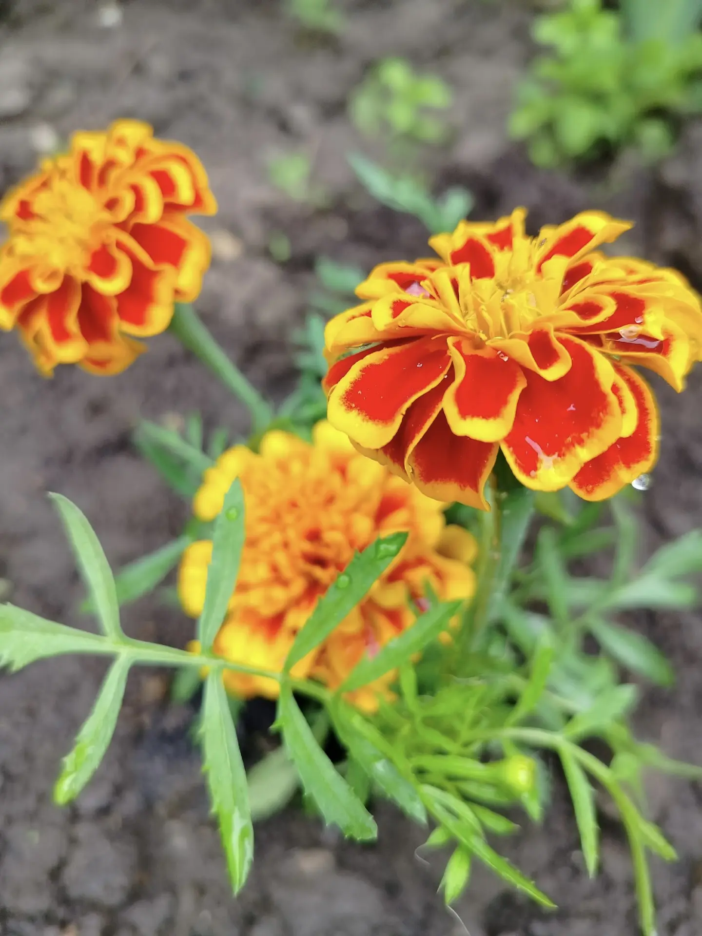 🌼 Посадка цветов 

🌱 Труд — важнейшее средство воспитания! Наши юные садоводы сегодня узнали, как 