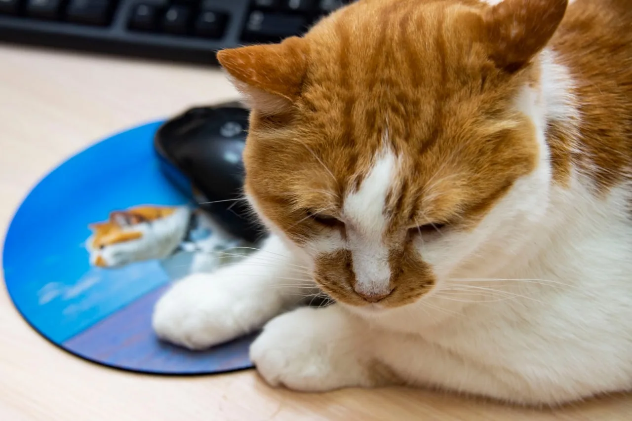 😺Лето – это маленькая жизнь, которую красят длинные выходные! 

А чтобы они были еще лучше, мы с ко