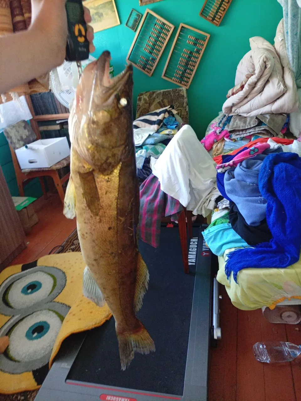 Утренний судак взял в 6:56