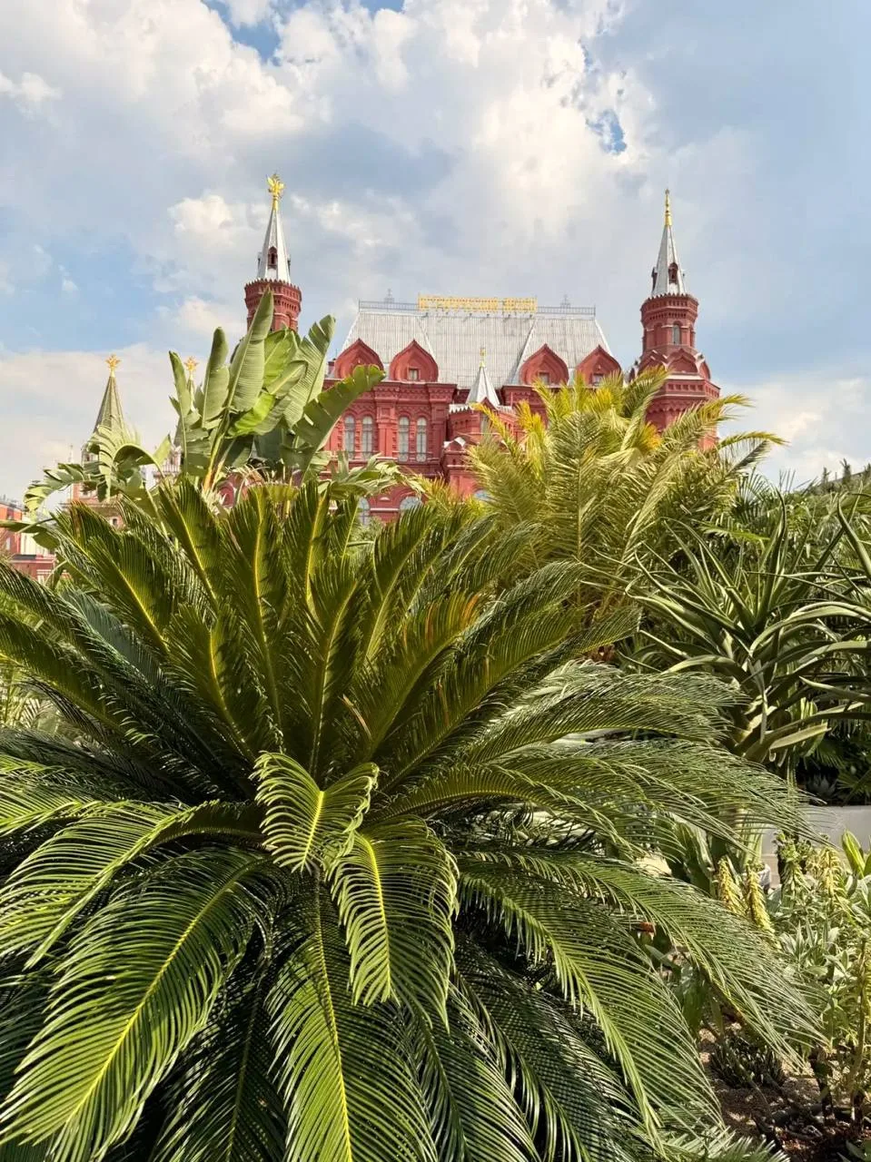 «Сад пяти континентов» на Манежной площади 🌺 

Здесь соседствуют растения из разных климатических з