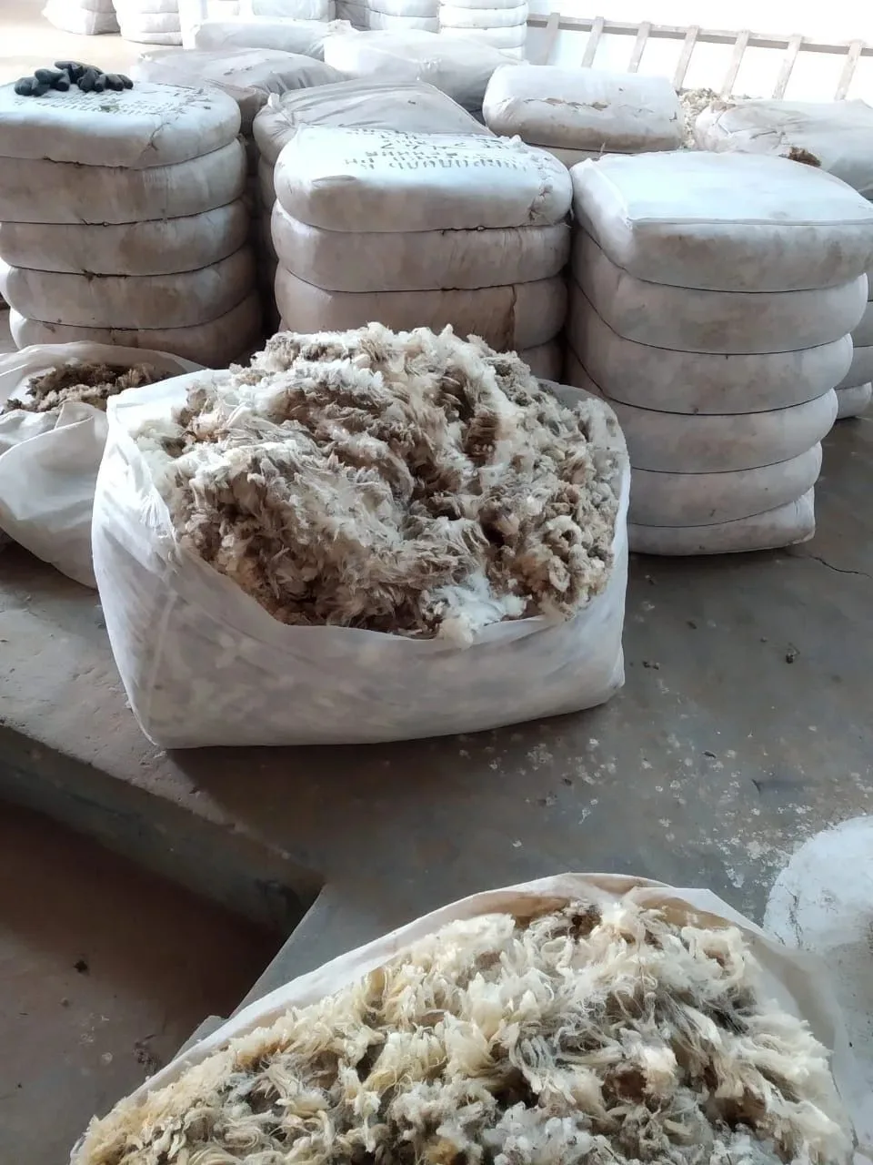 В овцеводческих хозяйствах Ставрополья в разгаре стригальная кампания
 
В сельскохозяйственных предп