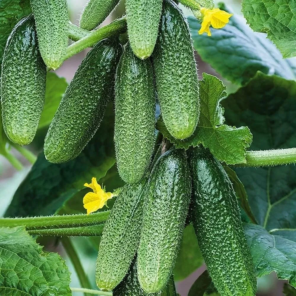 🥒🥒🥒1 литр этого раствора под огурцы, и потом не знаю, куда их девать! ПРУТ КАК БЕШЕНЫЕ! 

❗️❗️❗️С
