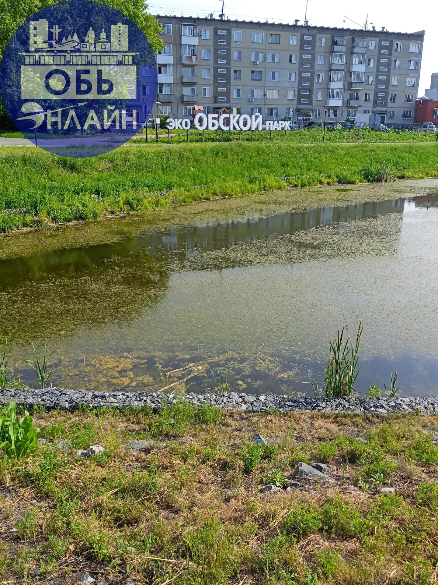 Эко парк превращается в болото. Утки улетели. Может быть пора заняться чисткой водоёма. И пусть даль