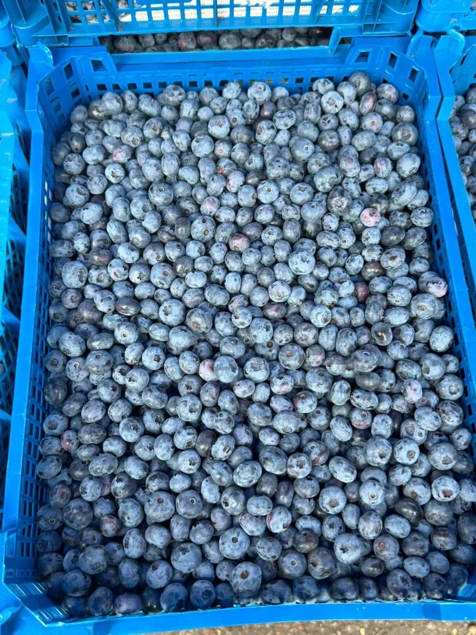 ‼️СОСЕДИ, ОБЪЯВЛЯЕМ АКЦИЮ‼️

🥑АВОКАДО АФРИКА
1ящик 850₽ +-4кг

🥭МАНГО ТАЙ ГИГАНТ 
1050₽ за ящик

�