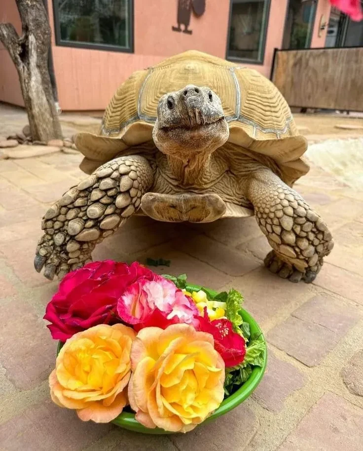 🐢 Когда у тебя день рождения и дарят вкусняшки

Животные в фокусе - подписаться ➡️