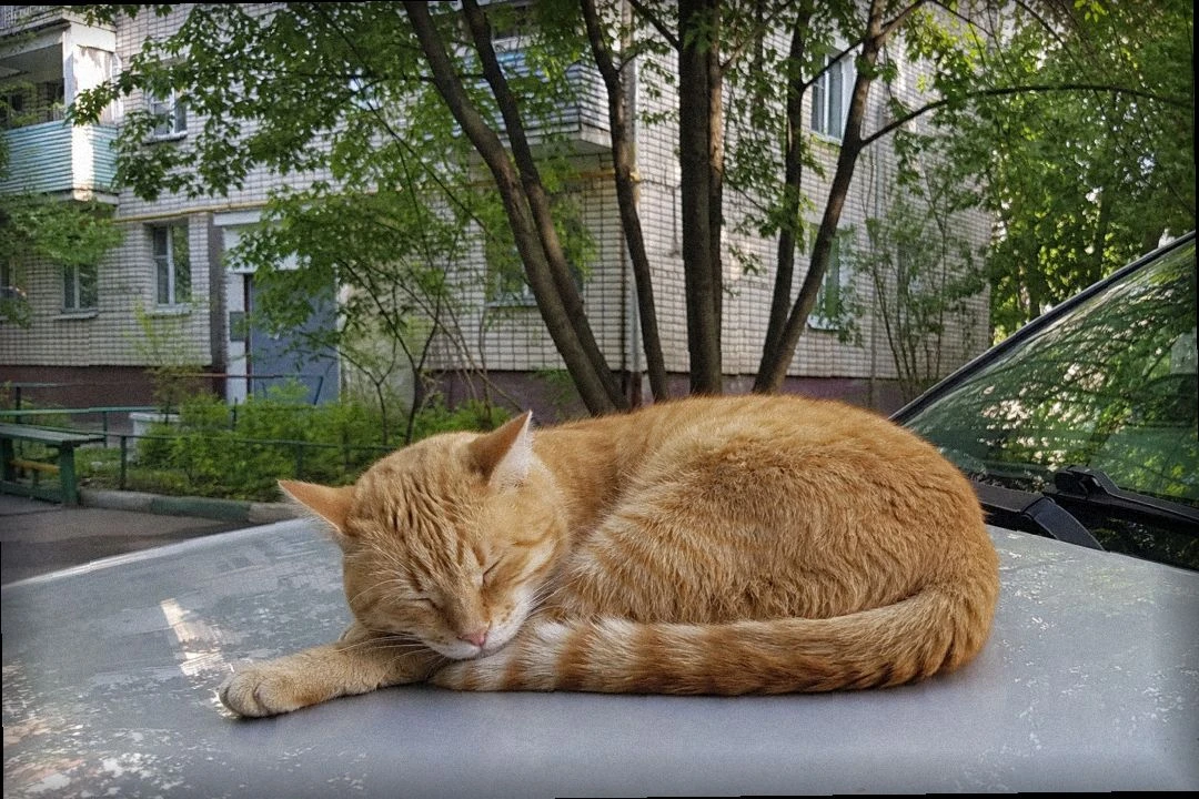 Кот выбрал тёплый капот. Спорить бесполезно 🐱