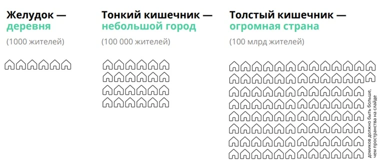 Сколько жителей в нашем желудочно-кишечном тракте? 

Если представить, что это города, то... ⬆️⬆️⬆️