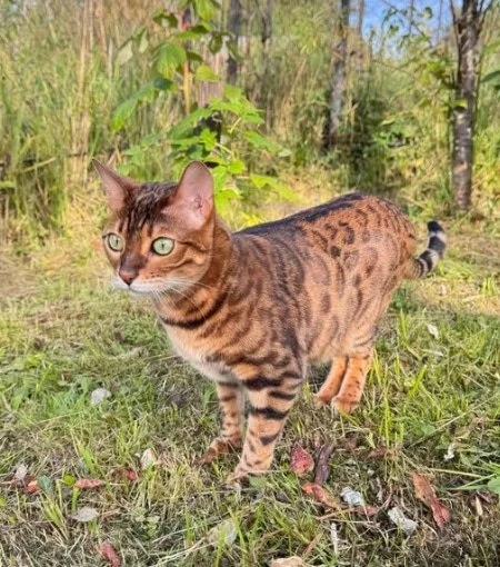 #СергиевПосад
Отдаем в добрые руки взрослую бенгальскую кошку (7 лет). Срочно, в связи с переездом.
