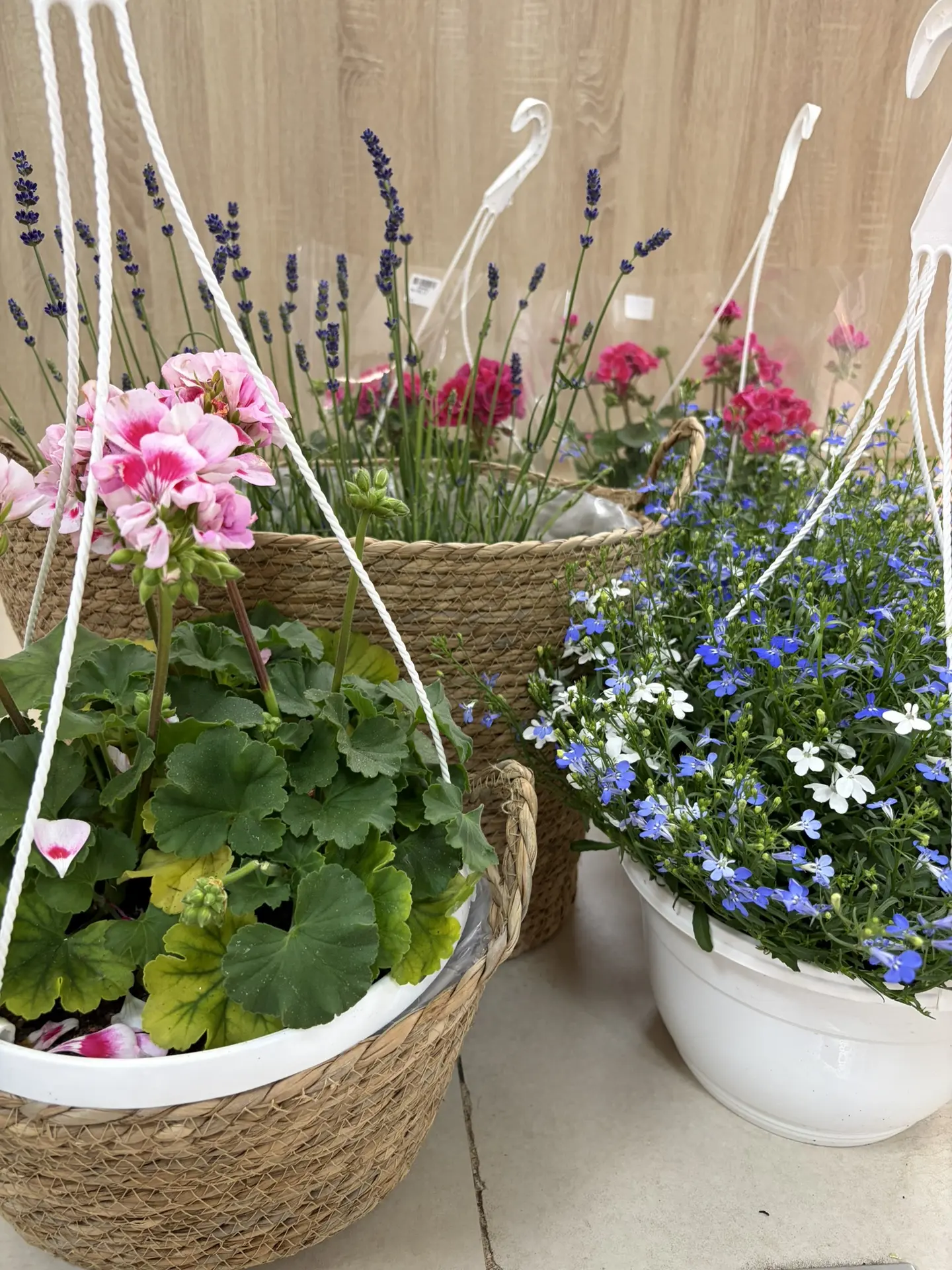 В наличии для дома и сада☀️☀️

Заказать можно с доставкой -https://pro-flowers.taplink.ws