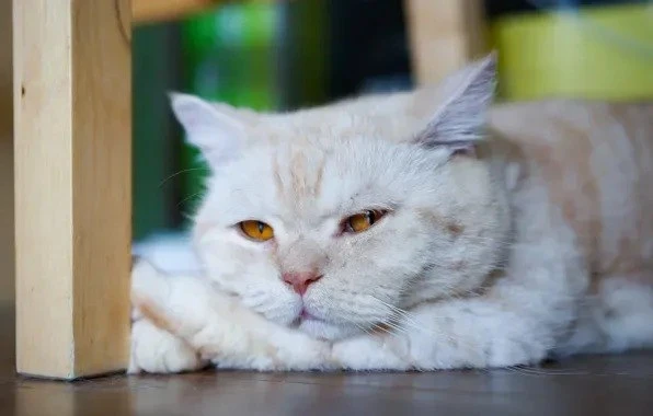 😿 Насморк у кошки: причины, симптомы и что делать

Насморк у кошек — явление неприятное и довольно 