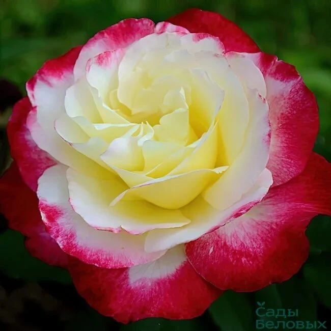 🌹 Роза "Дабл Делайт" (Double Delight, «двойное удовольствие»)
 — чайно-гибридный сорт розы американ