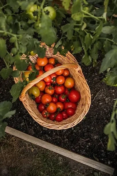 5 приёмов, чтобы томаты созрели быстрее 🍅📝

🟢1. Убрать нижние листья — они забирают питание, но н