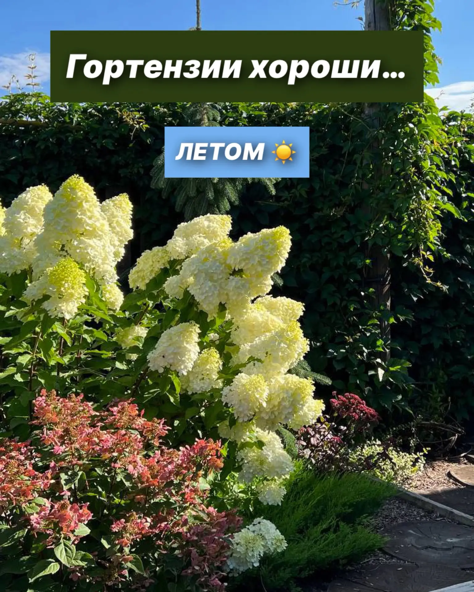 Гортензии хороши:

☀️ Летом — пышное цветение, которое невозможно не заметить
☕️ Осенью — мягкие, ую