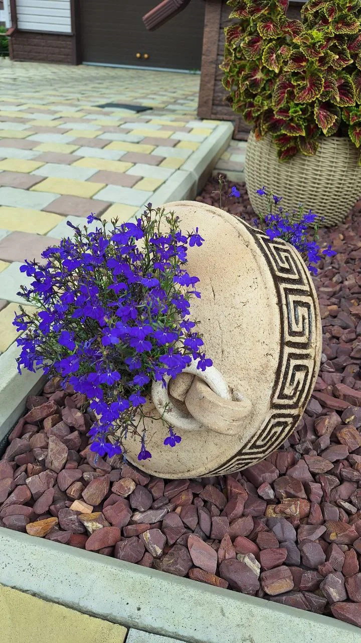 Лобелия ампельная
🌷Высадка: вазон
🪴Норма грунта на 1 (ОДНО) растение: 3 литра
⚠️ Цветет до  поздне