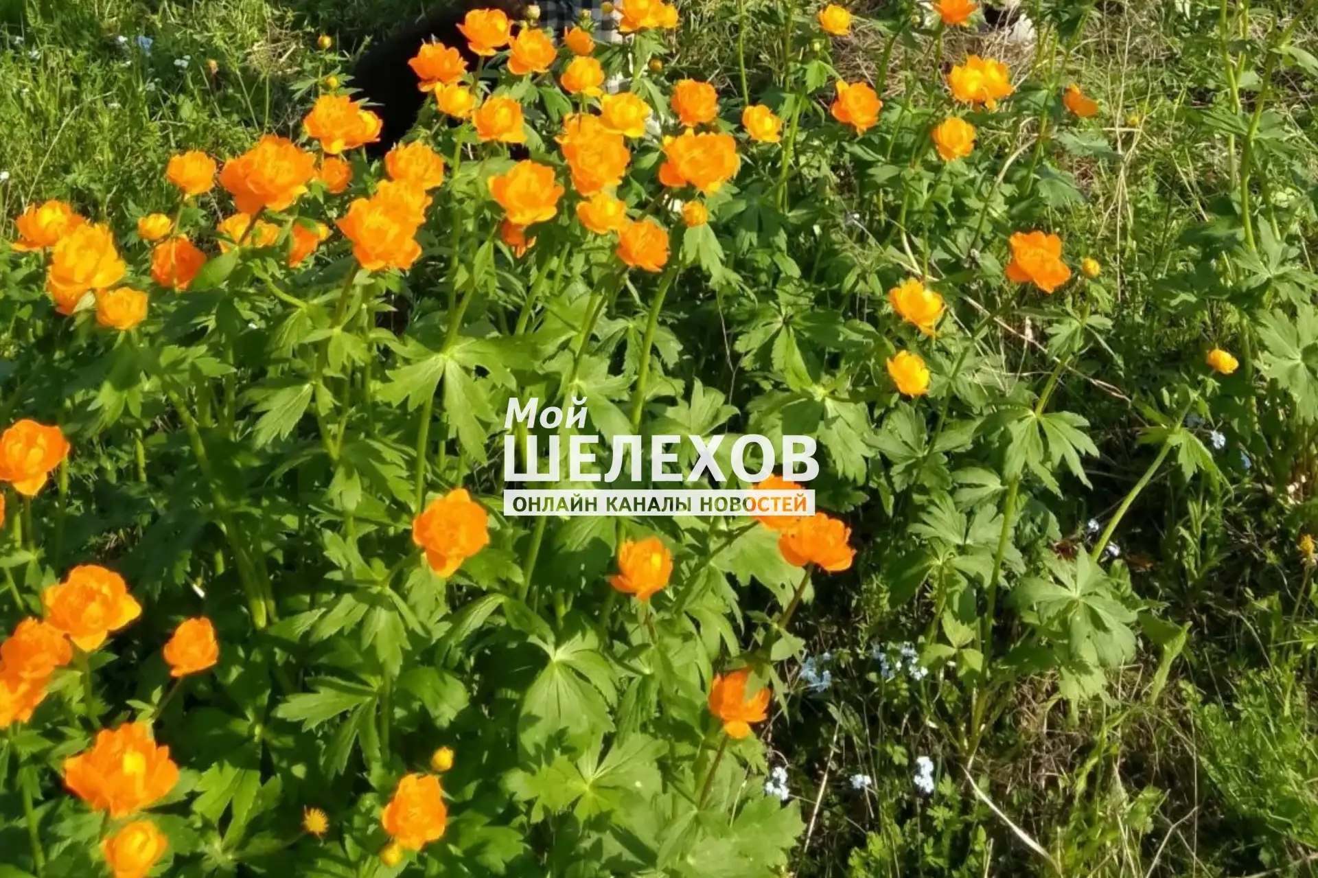 🥀"Жаркий" привет шлют из села Олха

✔️Новости Мой Шелехов