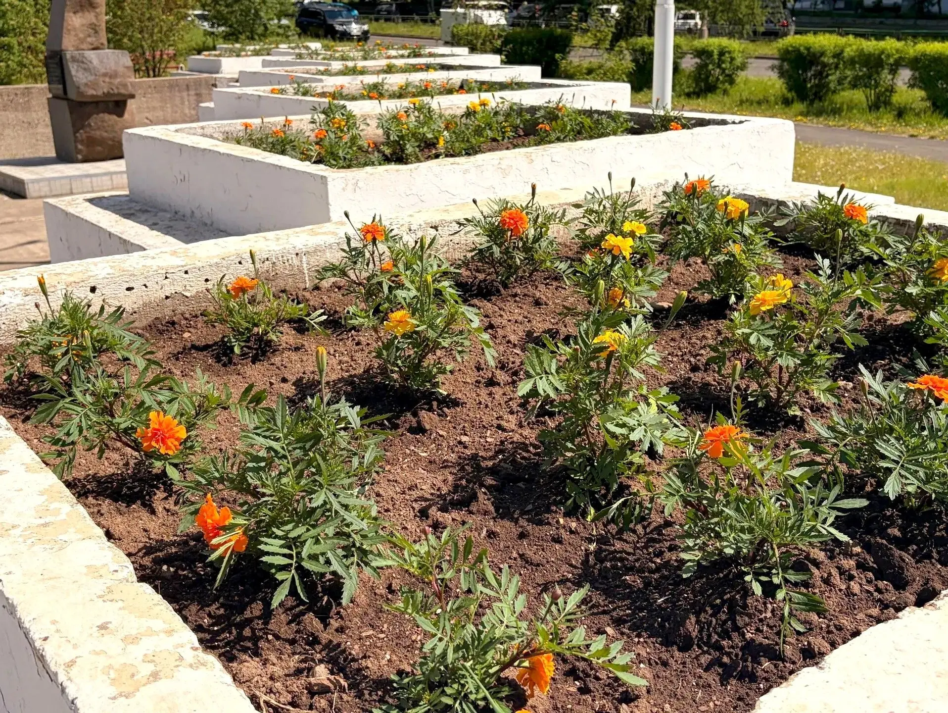 В Усть-Илимске завершили высадку цветов на городских клумбах 🌸

Более 20 тысяч саженцев посажено в 