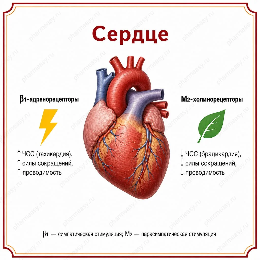 Экзаменационные вопросы по адренергическим и холинергическим средствам 📚⚡️

🔸 Большой процент экза