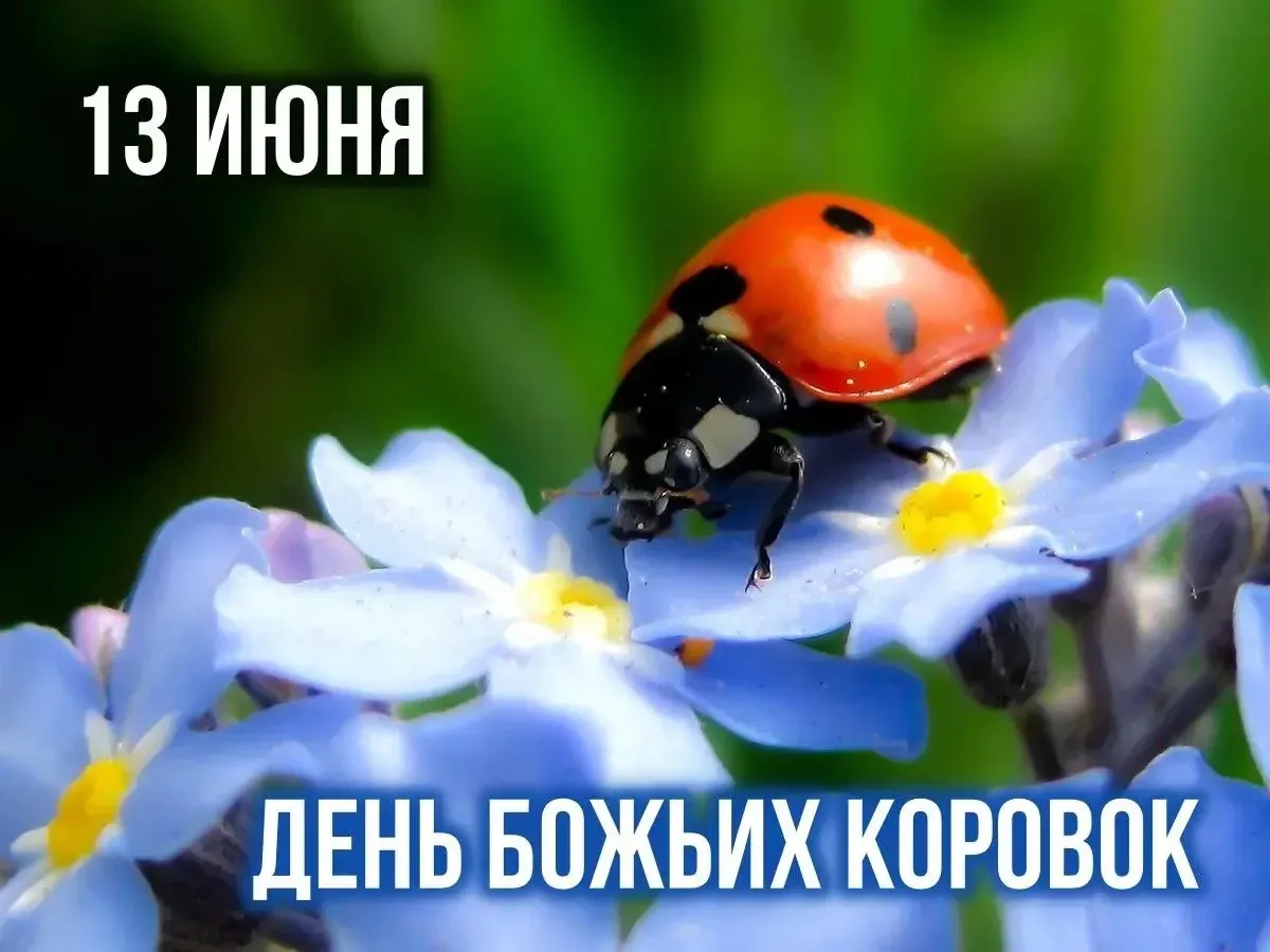 📆 13 июня 2026 года

Праздники
🐞 День божьих коровок;
🪡 День швейной машинки; 
👶🏼 Международный