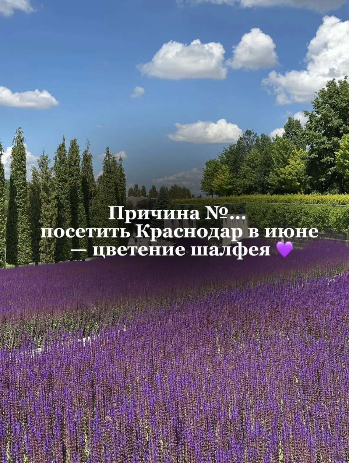 В мае мы любовались нежными оттенками кубанской сакуры, а июне наступил сезон цветения шалфея.

Сейч