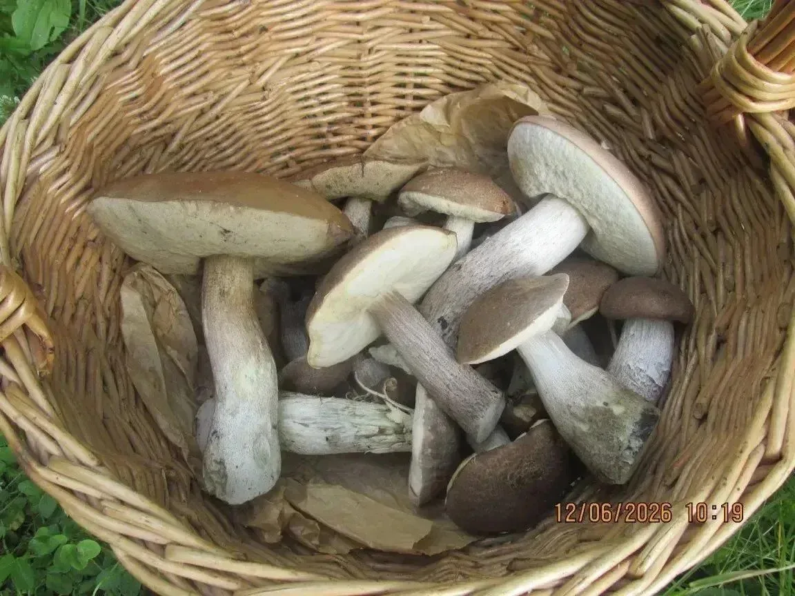 🍄‍🟫В Оренбуржье начался настоящий грибной бум

Леса и поля региона буквально усыпало грибами. Мест